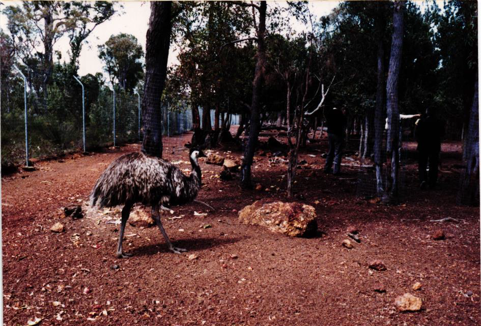 Obrázek 17: Emu v ZOO